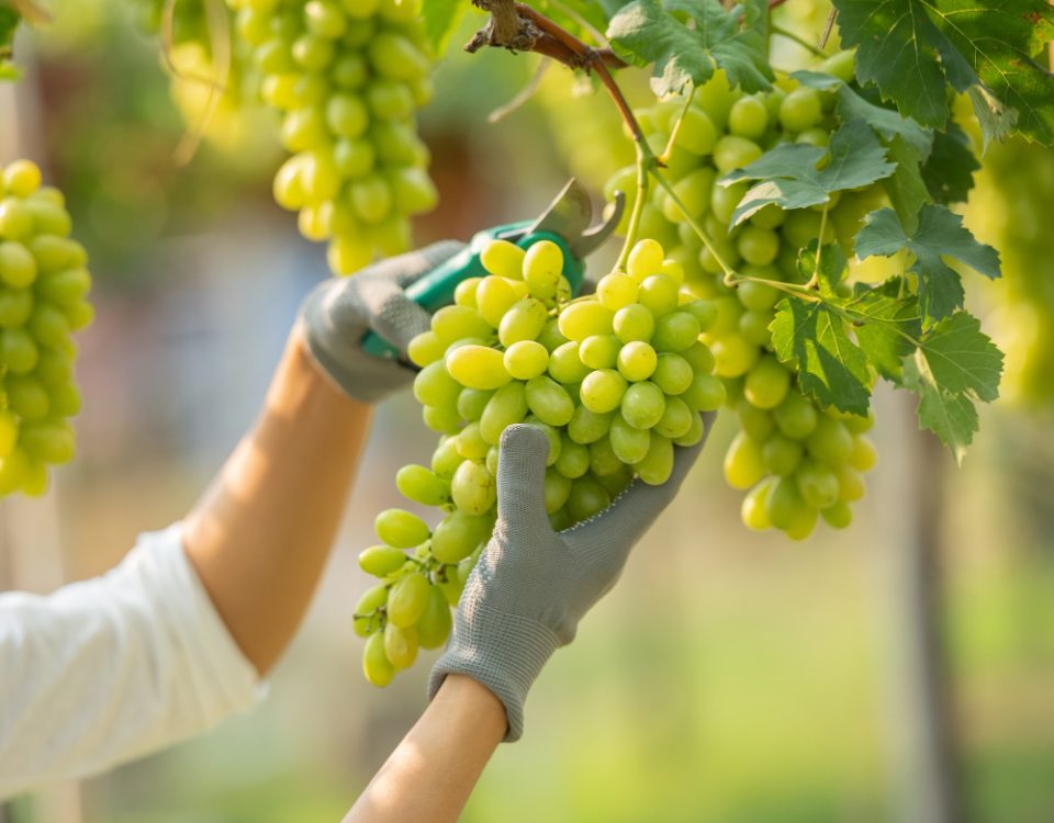 female wearing overalls collecting grapes vineyard