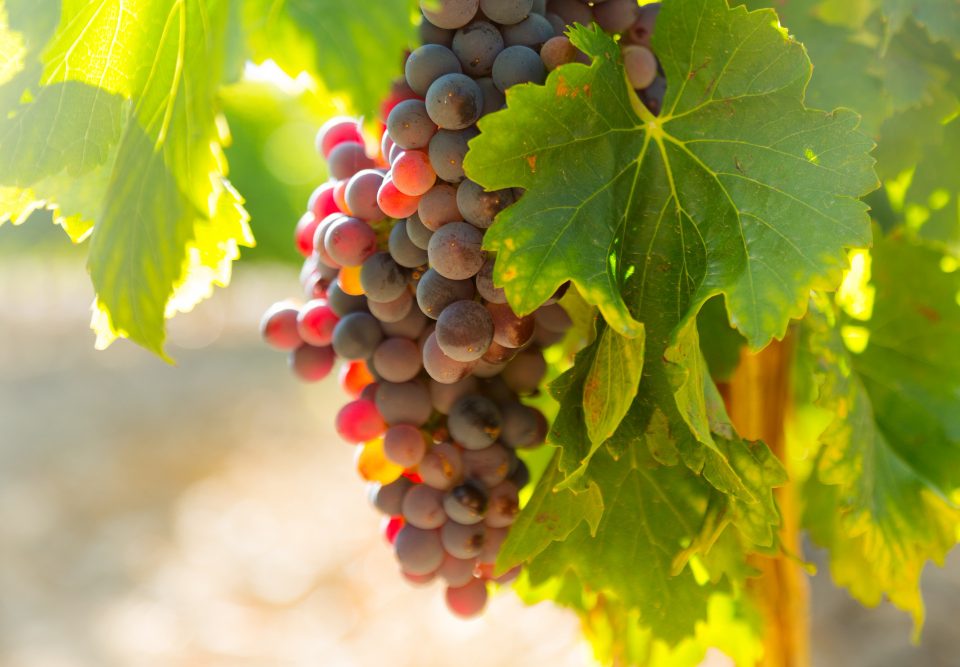 grapes vineyards plant sunny day