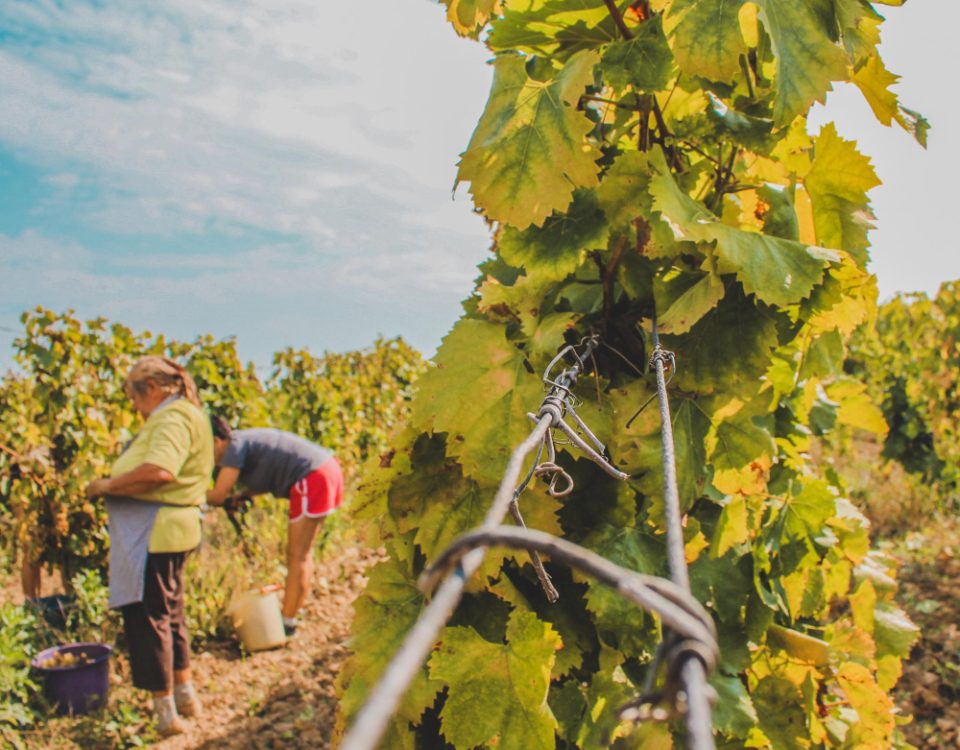 vertical shot vineyard