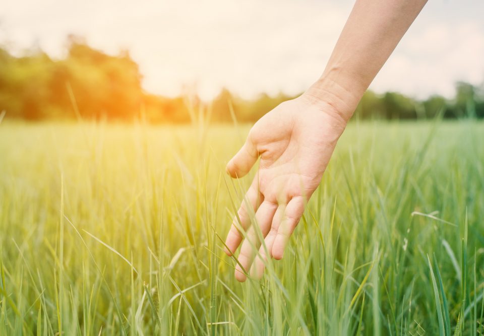 hand touching fresh grass sunset