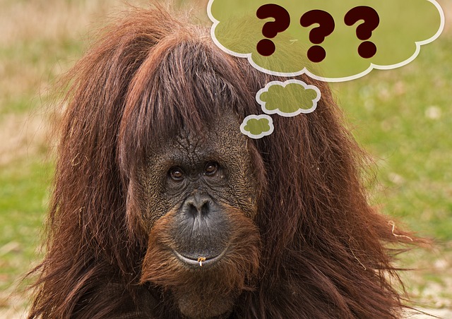 primate 460871 640