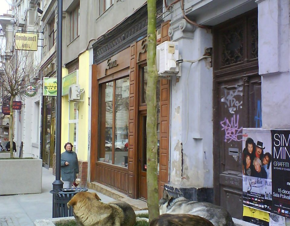 Jean Bica Bucuresti Parc Caini Lipscani copac