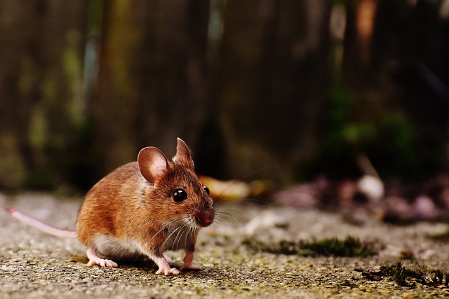 mouse 1708347 640