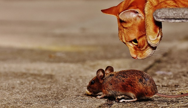 mouse 1907494 640